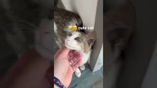 Funny cat video 🤗