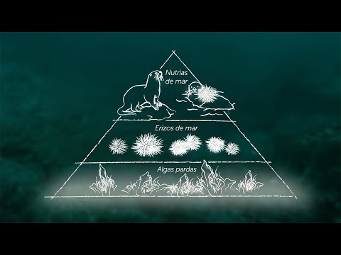 Video: ¿Cuáles son las características de las especies clave?