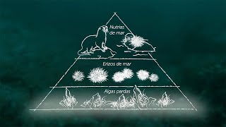 Algunos animales son más iguales que otros: Especies clave y cascadas tróficas