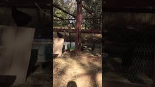 Chicken coop was destroyed by Bear YouTube
