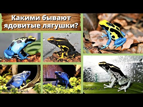 Video: Variasjon I Pigmenteringsgenekspresjon Er Assosiert Med Distinkte Aposematiske Fargeformer I Giftfrosken Dendrobates Auratus