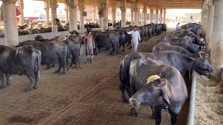 Download lagu Pakistan Biggest and Modern Nili Ravi Buffalo dairy Farm of Haji Ghulam Fareed Sb of Gujranwala