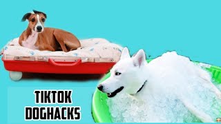 Tiktok dog hacks video compilation/ funny videos