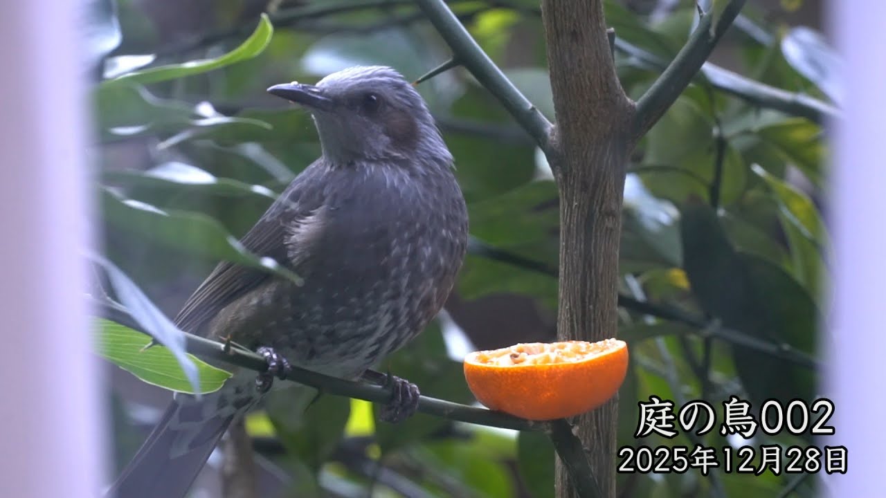庭の鳥002　暮れの訪問者