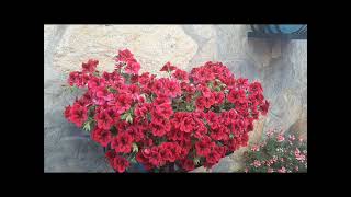 Golge Oyunu Eserleri - Rast Yuruk Semai - Hafiz Post