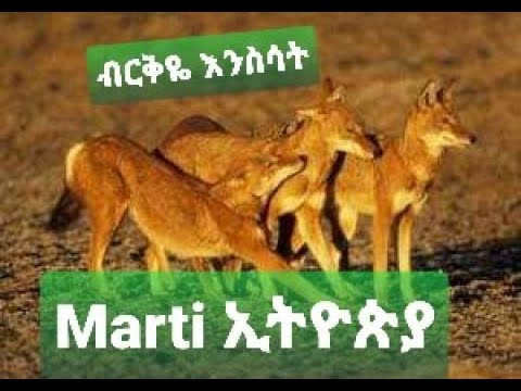 ቪዲዮ: ለምን ቺምፓንዚዎች ለአደጋ ይጋለጣሉ?