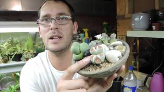Lithops Flowering and Seedling Update