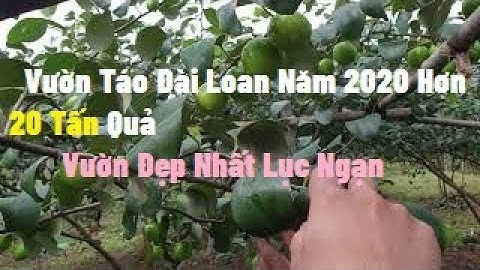 Vườn Táo Đài Loan Đẹp Nhất Lục Ngạn Tại Xa Kim Sơn l Nui Doi Luc Ngan 98