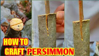 How to graft persimmon | Persimmon Grafting