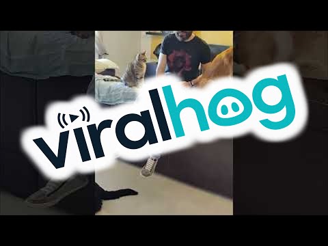 Video: Evening Primrose dozavimas šunims