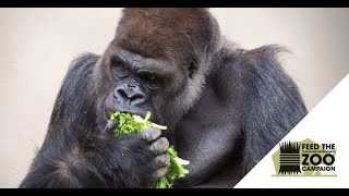 Feed the Zoo Campaign - Gorillas