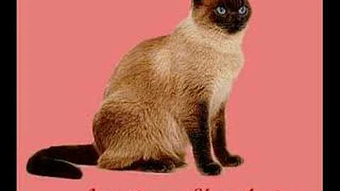 Video 11280651: british shorthair american, american shorthair cat, british hair cat