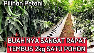 Cara Budidaya Tanaman Cabai Agar Berbuah Lebat Dan Subur  #petanicabe#indonesia