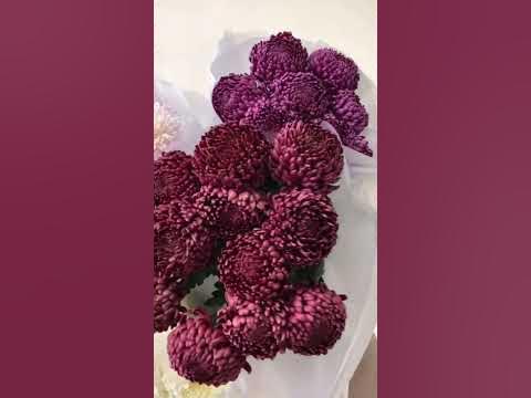 Хризантема Бигуди🍁 - YouTube