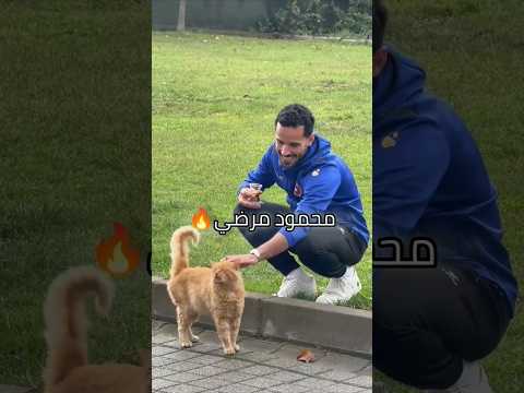 المنتخب الأردني النشامى الأردن Jordan Shortsمين االاعب اللي ما اخذ حقه محمود مرضي ابو طه 