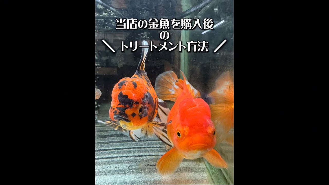 金魚⭐️ 【公式通販】