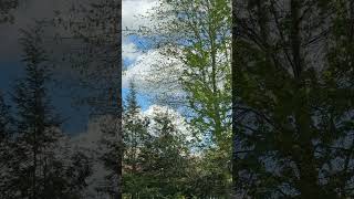 Listen to the birds chirping #nature #rexaingmusic #stressreliever #calmvideo