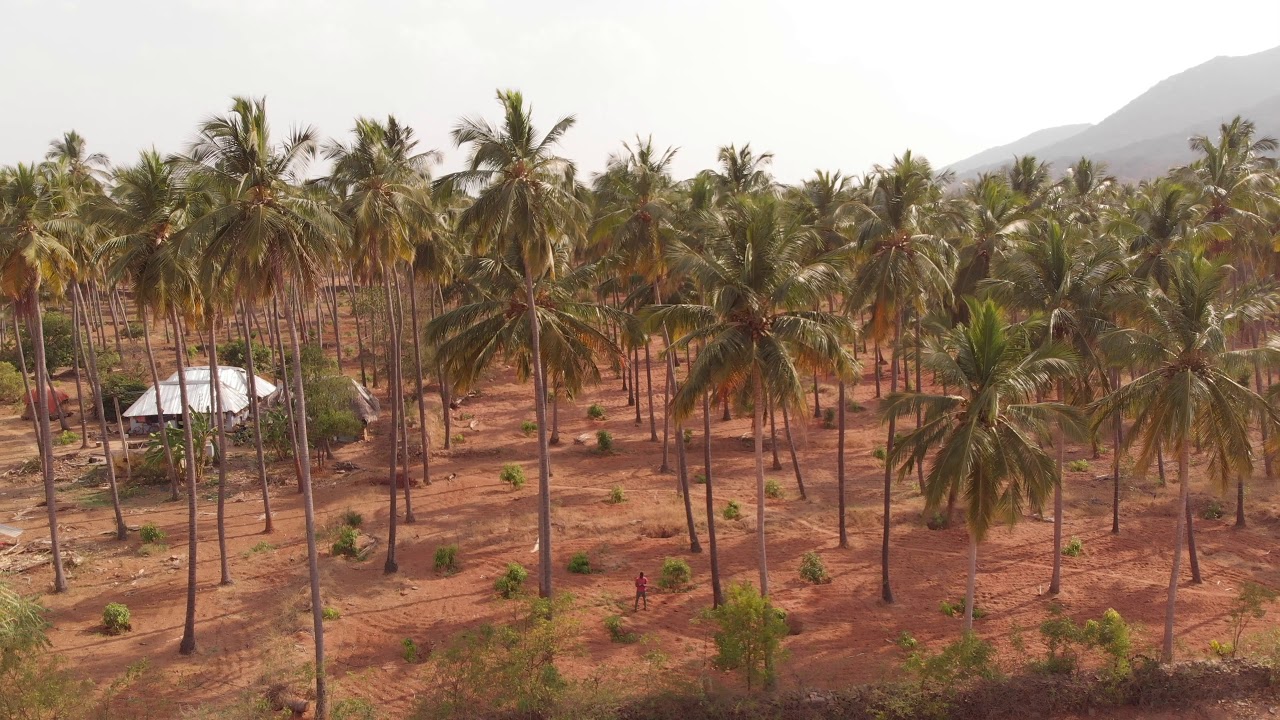 Coconut Farm in Salem Tamil Nadu YouTube