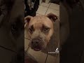 No alone time 😭 #funny #explore #americanbully