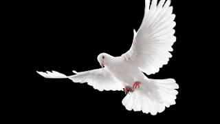 como una paloma vuela por el cielo,I EL Espíritu SANTO DE DIOS