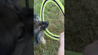 Pomeranian Nikita….cute…scary…derp?