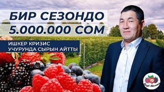 Мындай сырды эчким айтпайт!Мөмө жемиштен түшкөн миллиондор!