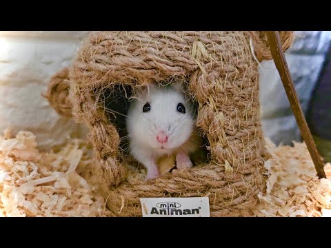 お買い得✩初めてのハムスター飼育一式　ヒーターあり Amazon | ［GEX］ハムスター用ヒーターホッと2WAYヒーター（S
