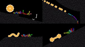 Escape from the Transformable MIKAN - Survival Worm Race in Algodoo