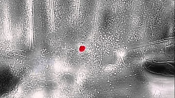 Hummingbirds with FLIR Thermal Camera :)