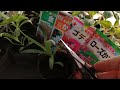 カスミ草、ゴテチャ、その他摘芯について！2021.12.13「みっちゃんの花と野菜の家庭」