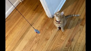 This funny cat is not happy with the flying mouse. @mrmilosadventures by Mr. Milo's Adventures 68 views 1 month ago 56 seconds