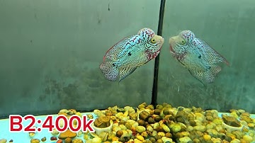 18/11 lên lô cá la hán kamfa F2 giá sinh viên cho a e trải nghiệm