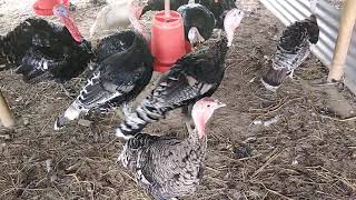Turkey chicken farm. टर्की कुखुरा फर्म नेपाल