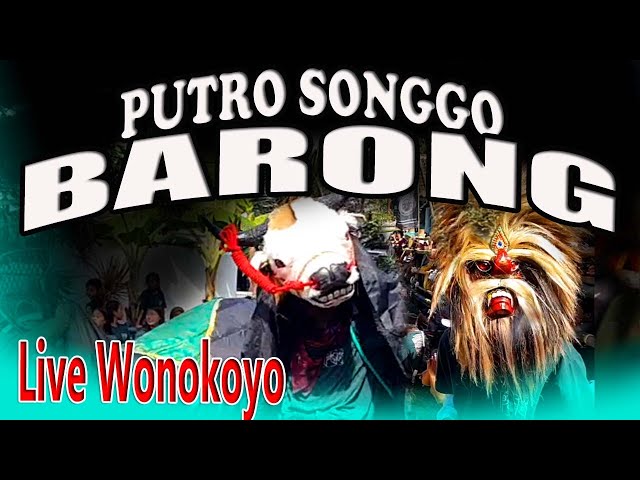 BANTENG PUTRO SONGGO BARONG MBEROT SERU LIVE WONOKOYO KEDUNG KANDANG class=