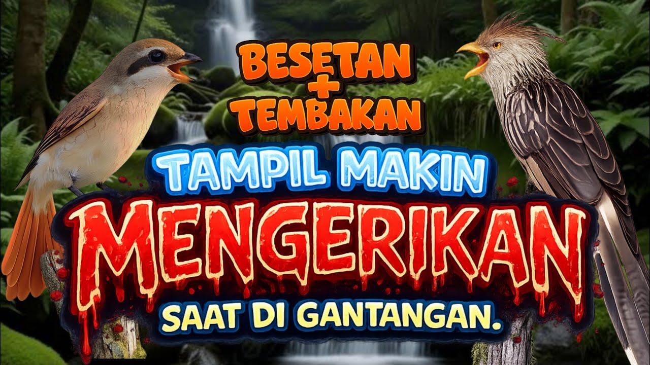 MASTERAN FULL TEMBAKAN RAPAT KASAR BURUNG GUIRA CUCKOO VS PENTET MACAN SIAP MENGGUNCANG GANTANGAN