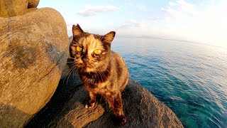 サビ猫と黒猫が海の岩場で青い海と赤い夕陽を眺める