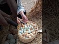 تجني أموالا طائلة من بيع بيض الدجاج البلدي Shortsvideo اكسبلور الصين معلومات 