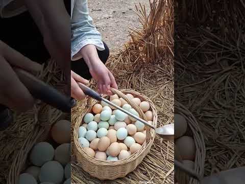 تجني أموالا طائلة من بيع بيض الدجاج البلدي  اكسبلور الصين معلومات