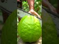 Giant Guava Gets Sliced in Half by Brutal Chainsaw! 😱