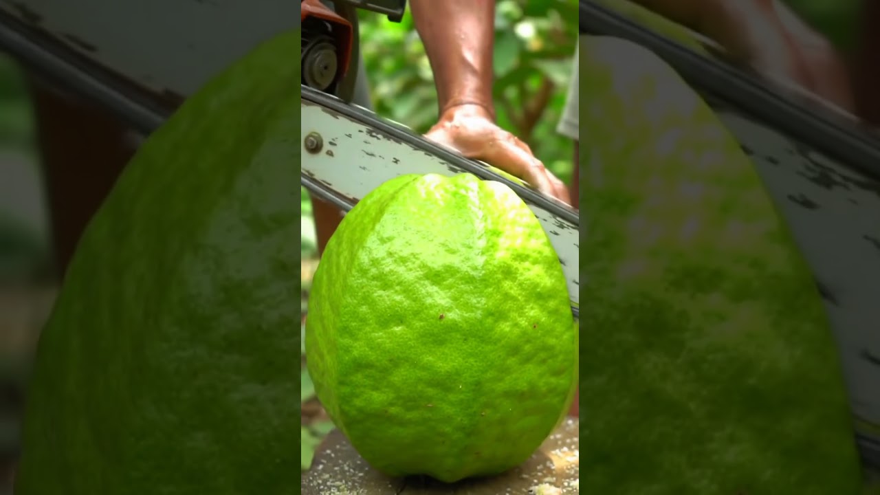 Giant Guava Gets Sliced in Half by Brutal Chainsaw! 😱
