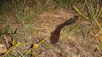 Câu cá rô đồng, thác lác: hốt trọn bầy thác lác quá đã.