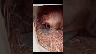 another itchy beaver 🦫 #beavers #animalshorts