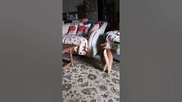 Mary's things and fur ball.