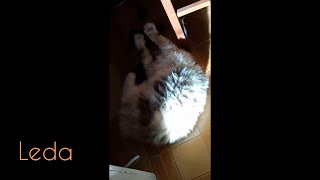 A weird ragdoll cat. Leda  plays with my socks