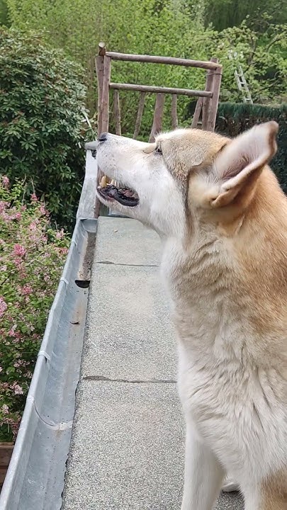 wir schauen zum Nachbarhund YouTube