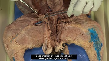 Biology 345 Lab: Male reproductive anatomy - cat and human (publisher version)