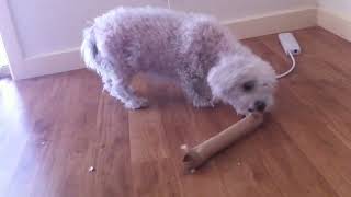 Bichon Frise, Charlie ‎, created biscuit dispenser to slow her down