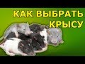 Как выбрать крысу? Покупка крысы