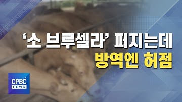 [단독] 제2의 코로나? `소 브루셀라병` 발병 잦은데···방역 허점