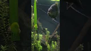 Download Lagu spixi snail hanging on val. MP3